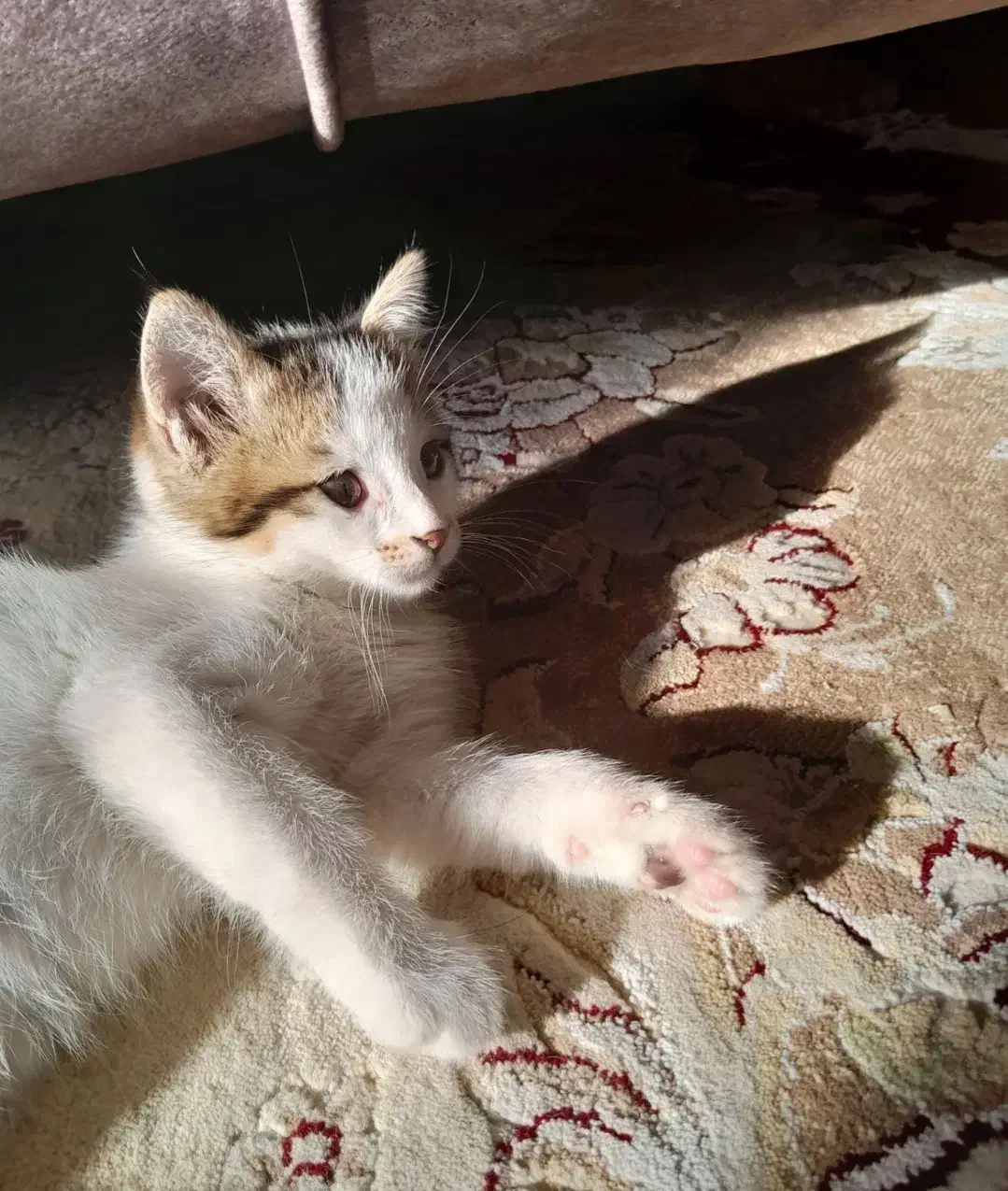 گربه|گربه|جم, |دیوار