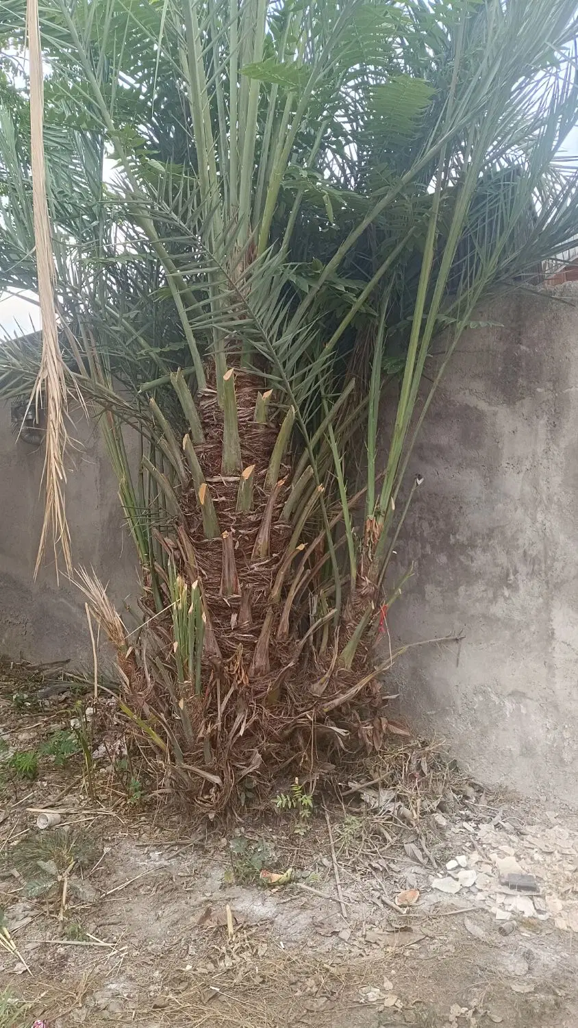 نخل|گل و گیاه طبیعی|رشت, فلسطین|دیوار
