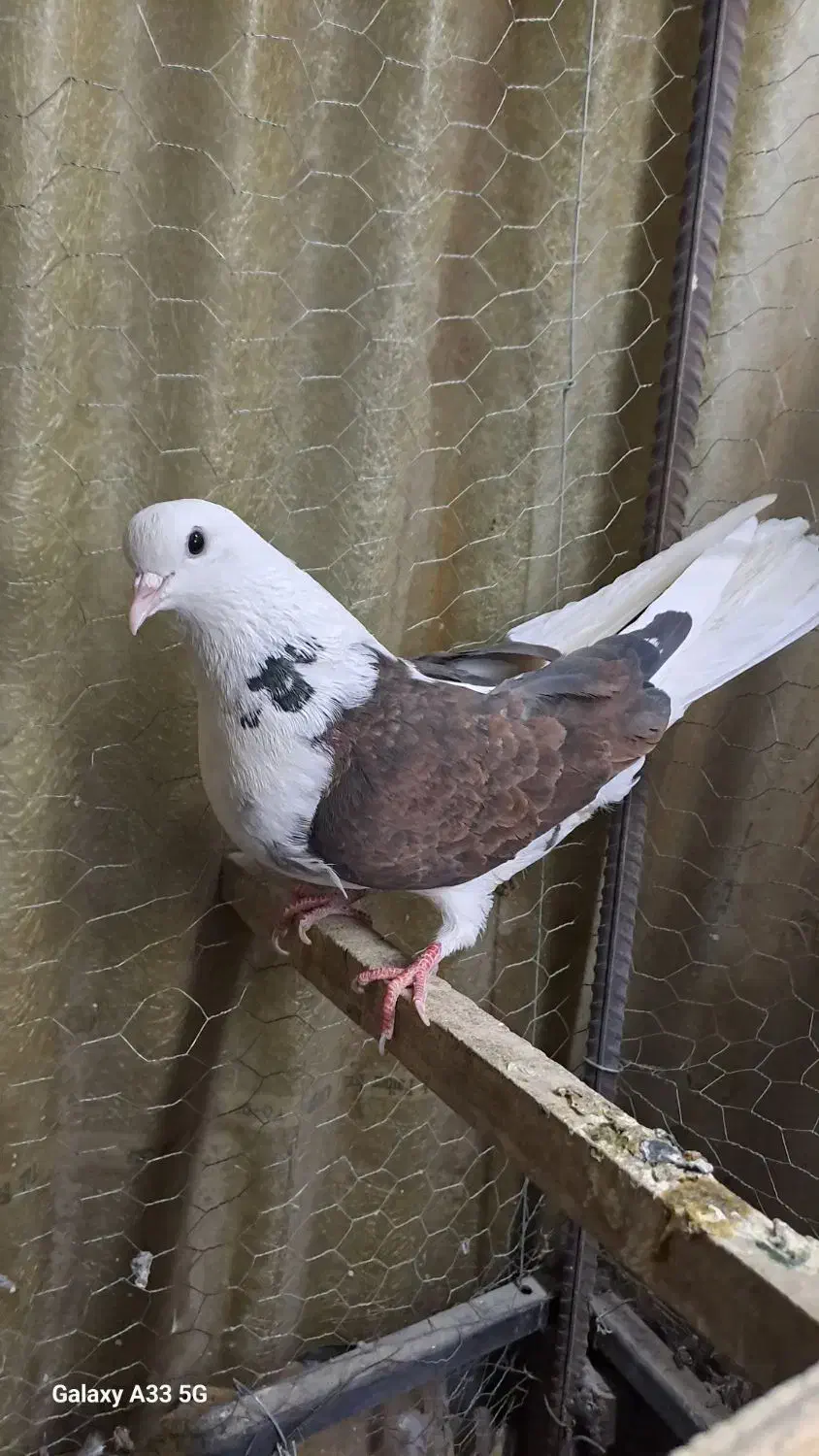 کبوتر|حیوانات|تهران, فلاح|دیوار