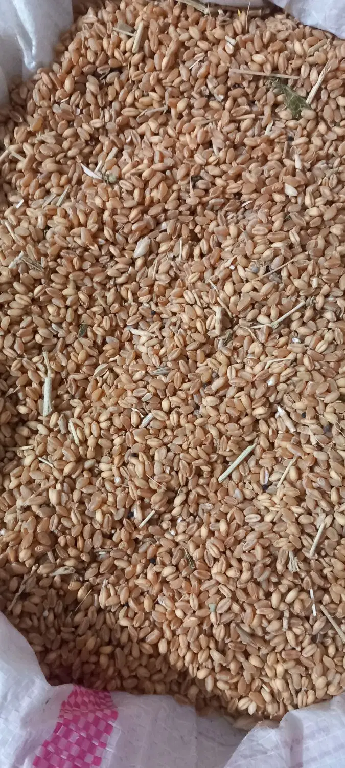 گندم|خوردنی و آشامیدنی|گیلان غرب, |دیوار