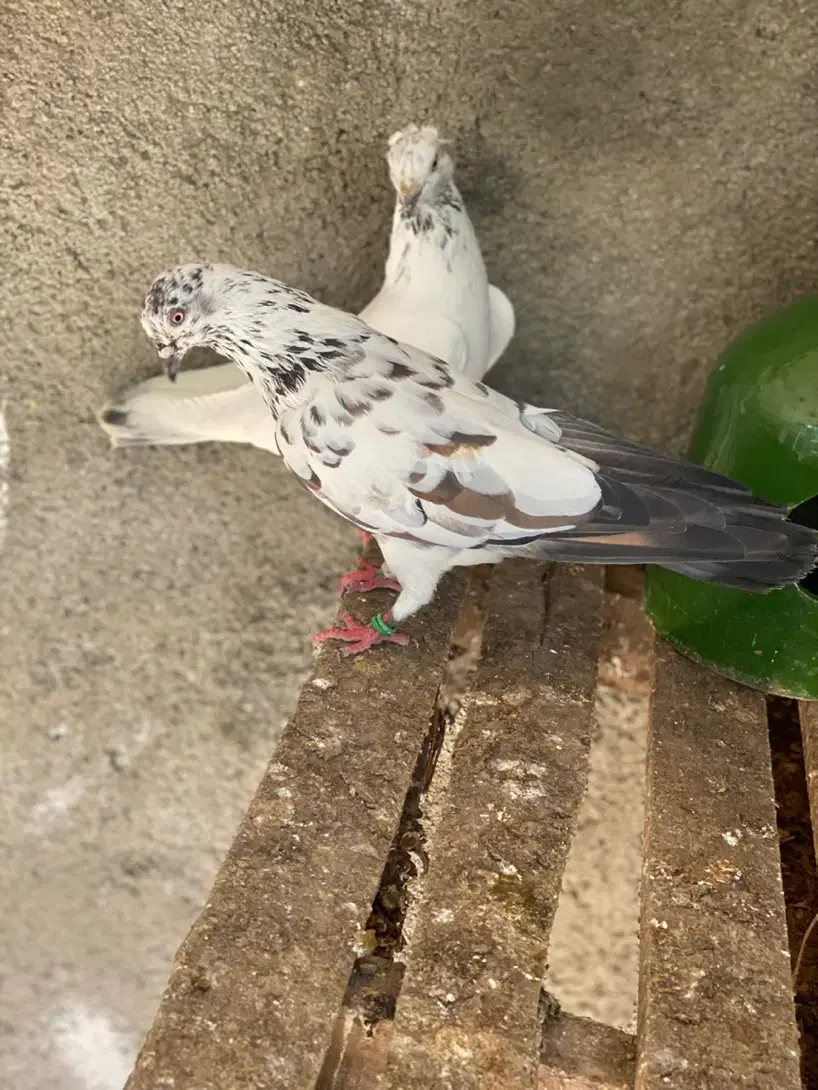 کفتر|پرنده|گرگان, |دیوار
