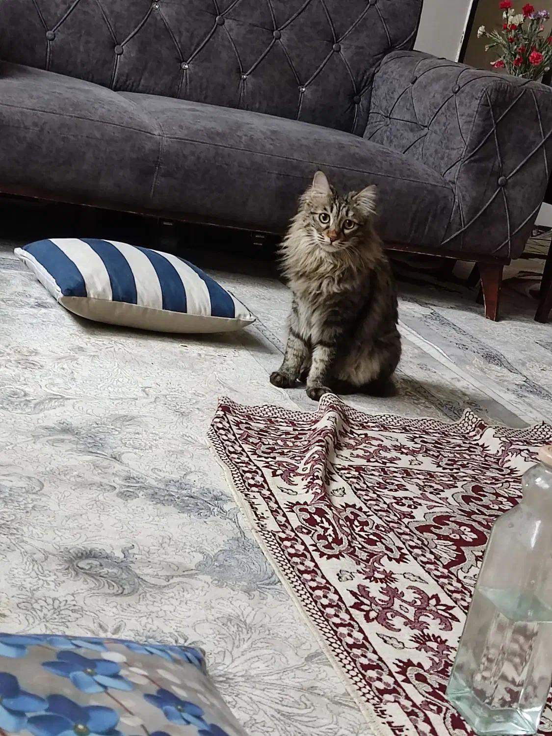 گربه|حیوانات|مشهد, فاطمیه|دیوار