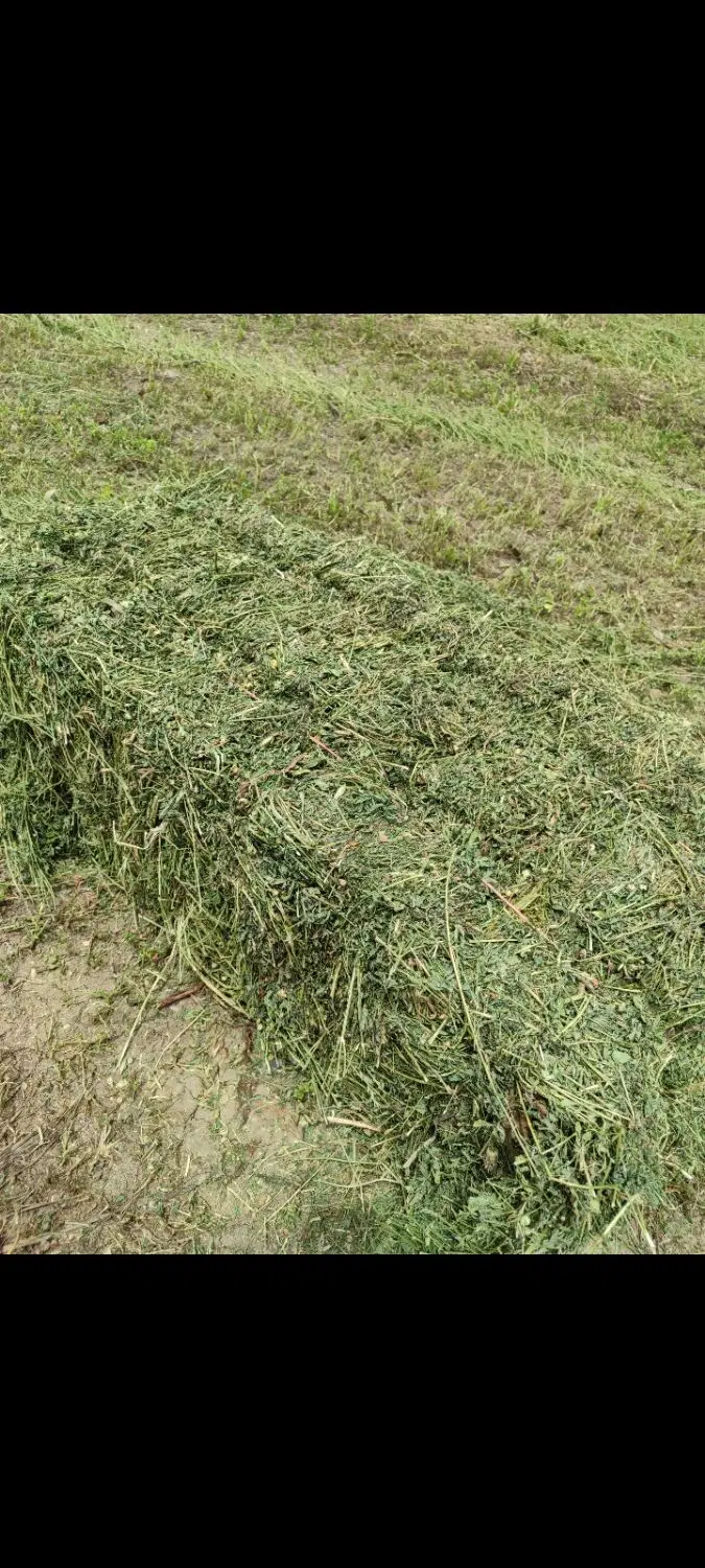 یونجه|خدمات باغبانی و درختکاری|گچی, |دیوار