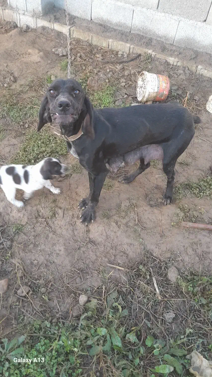 سگ شکاری|سگ|گوراب زرمیخ, |دیوار