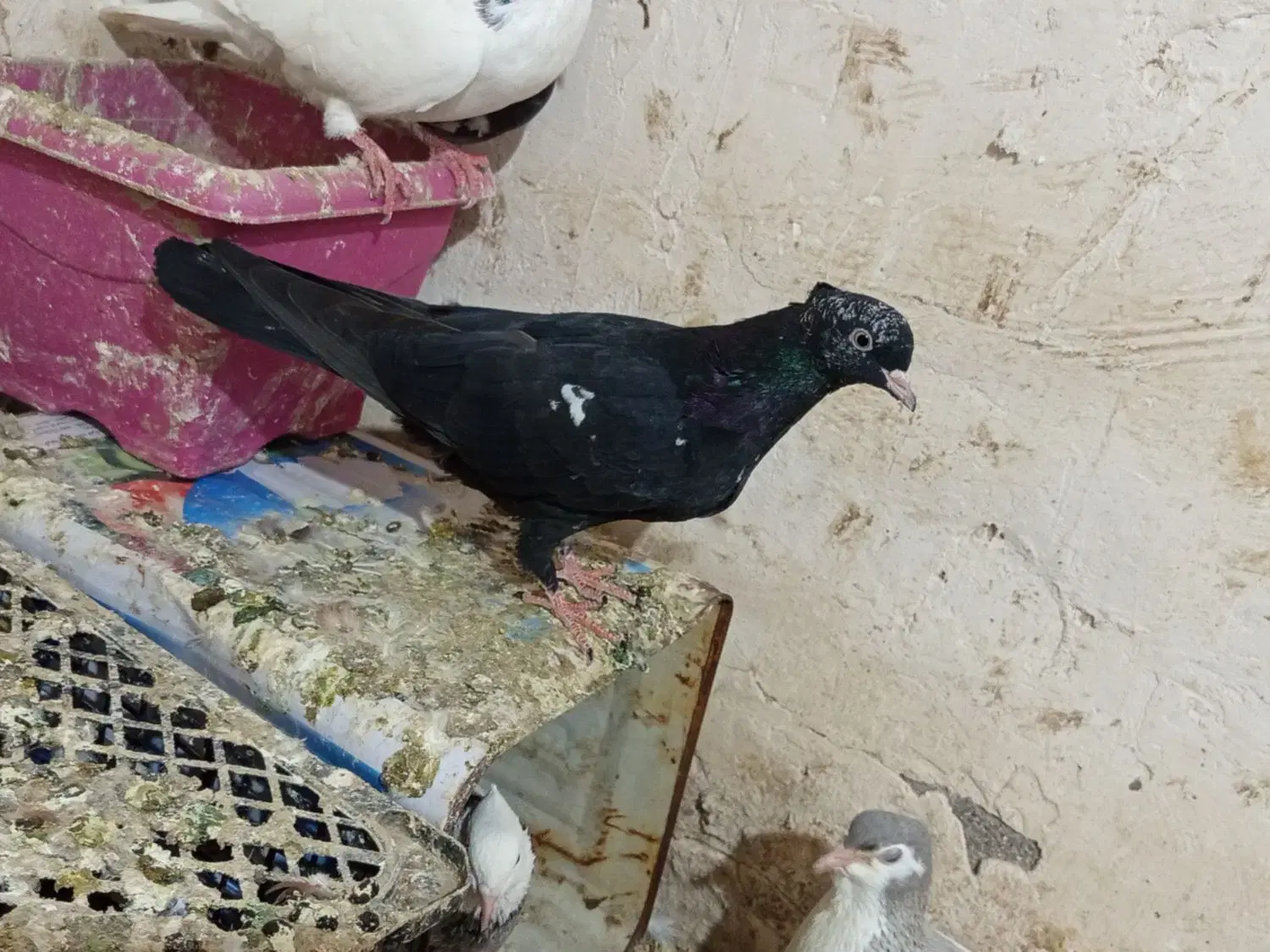 کفتر|پرنده|تربت جام, میان جام|دیوار