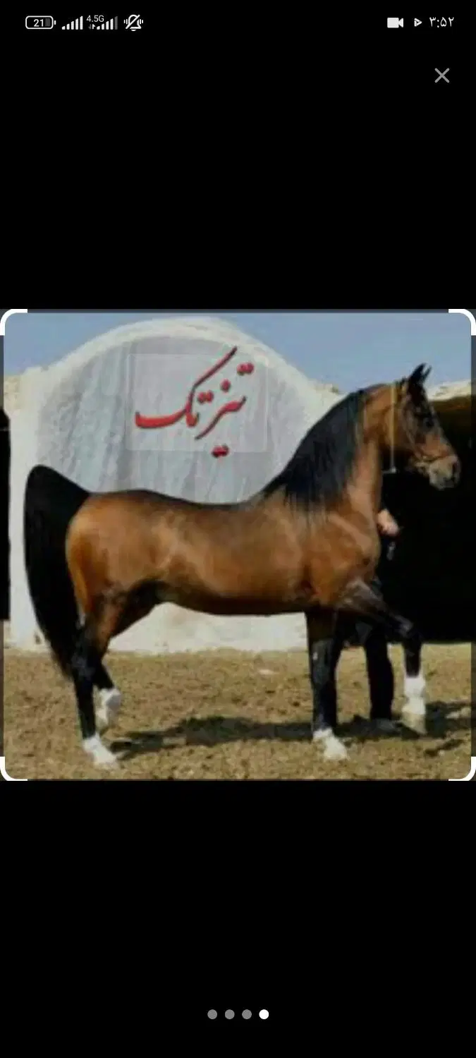 اسب|اسب و تجهیزات اسب‌سواری|یاسوج, |دیوار