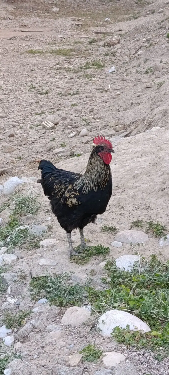 خروس|حیوانات مزرعه|شوشتر, |دیوار