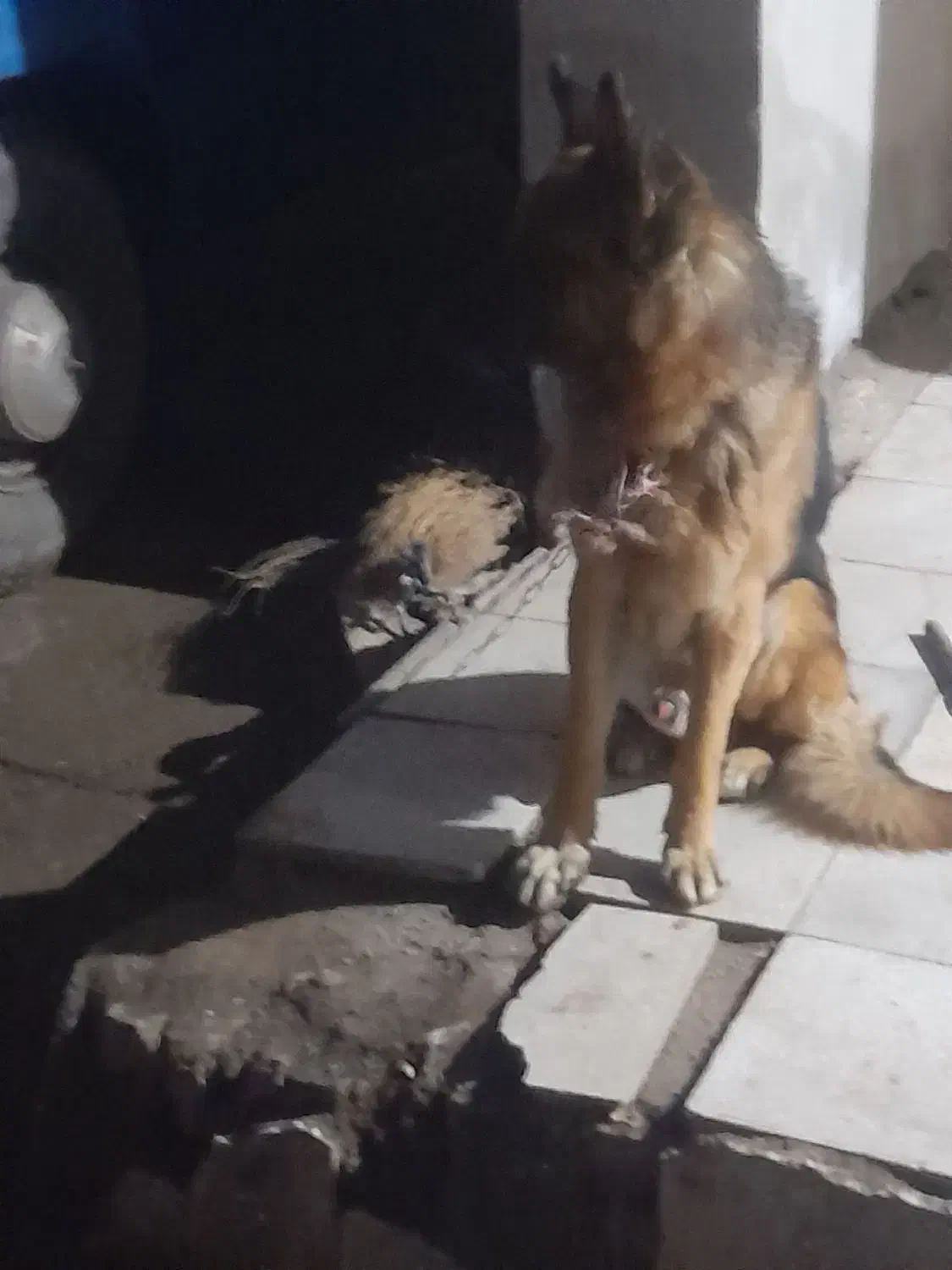 سگ ژرمن|سگ|سبزوار, قائم|دیوار