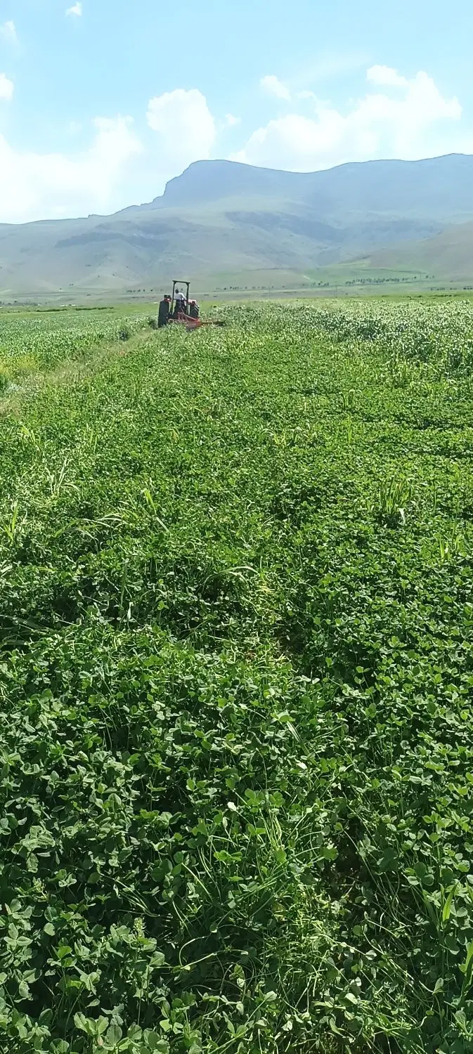 شبدر|خدمات باغبانی و درختکاری|شیروان (لرستان), |دیوار