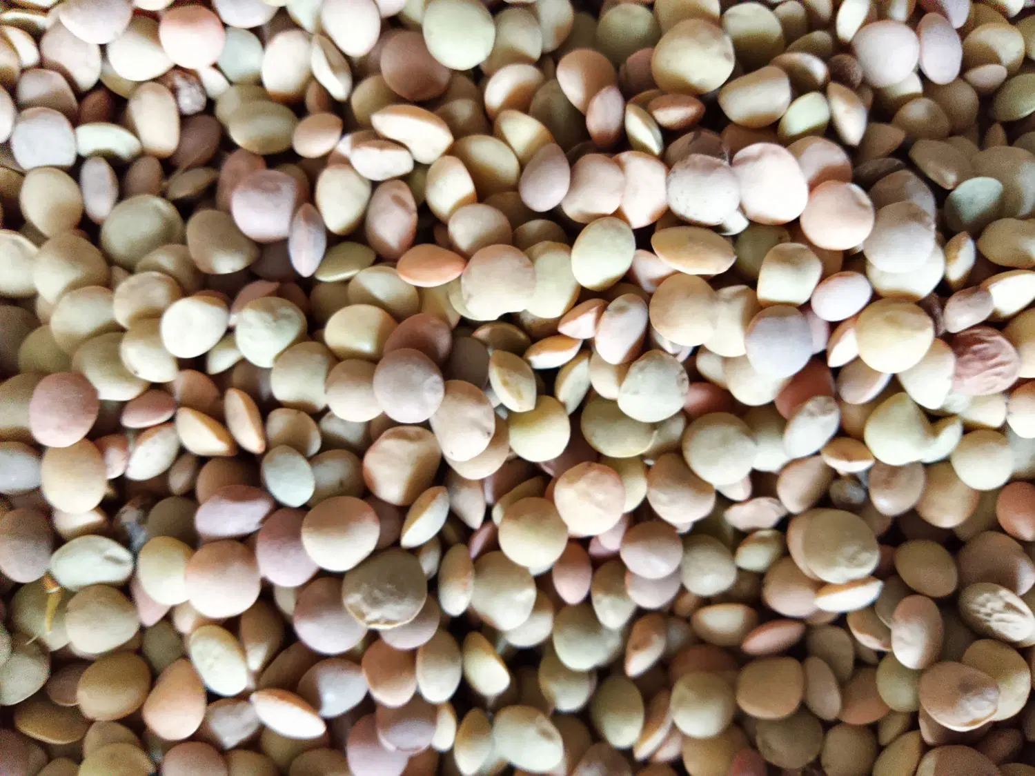 عدس|خوردنی و آشامیدنی|یاسوج, |دیوار