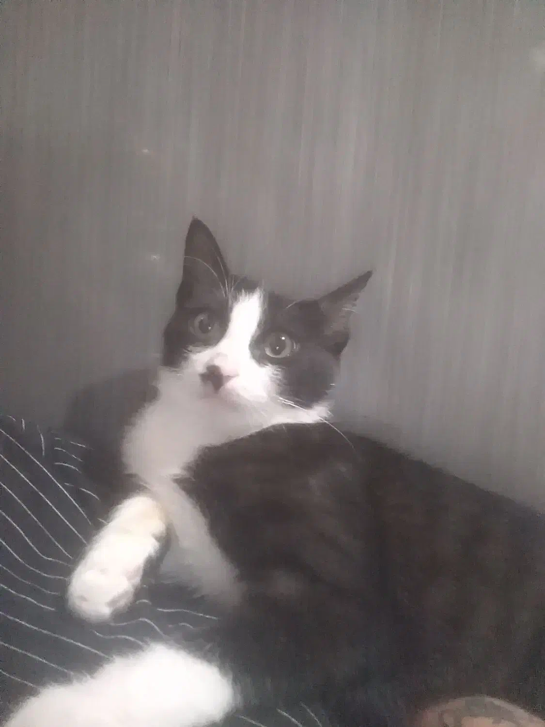 گربه|گربه|شیروان (خراسان), |دیوار