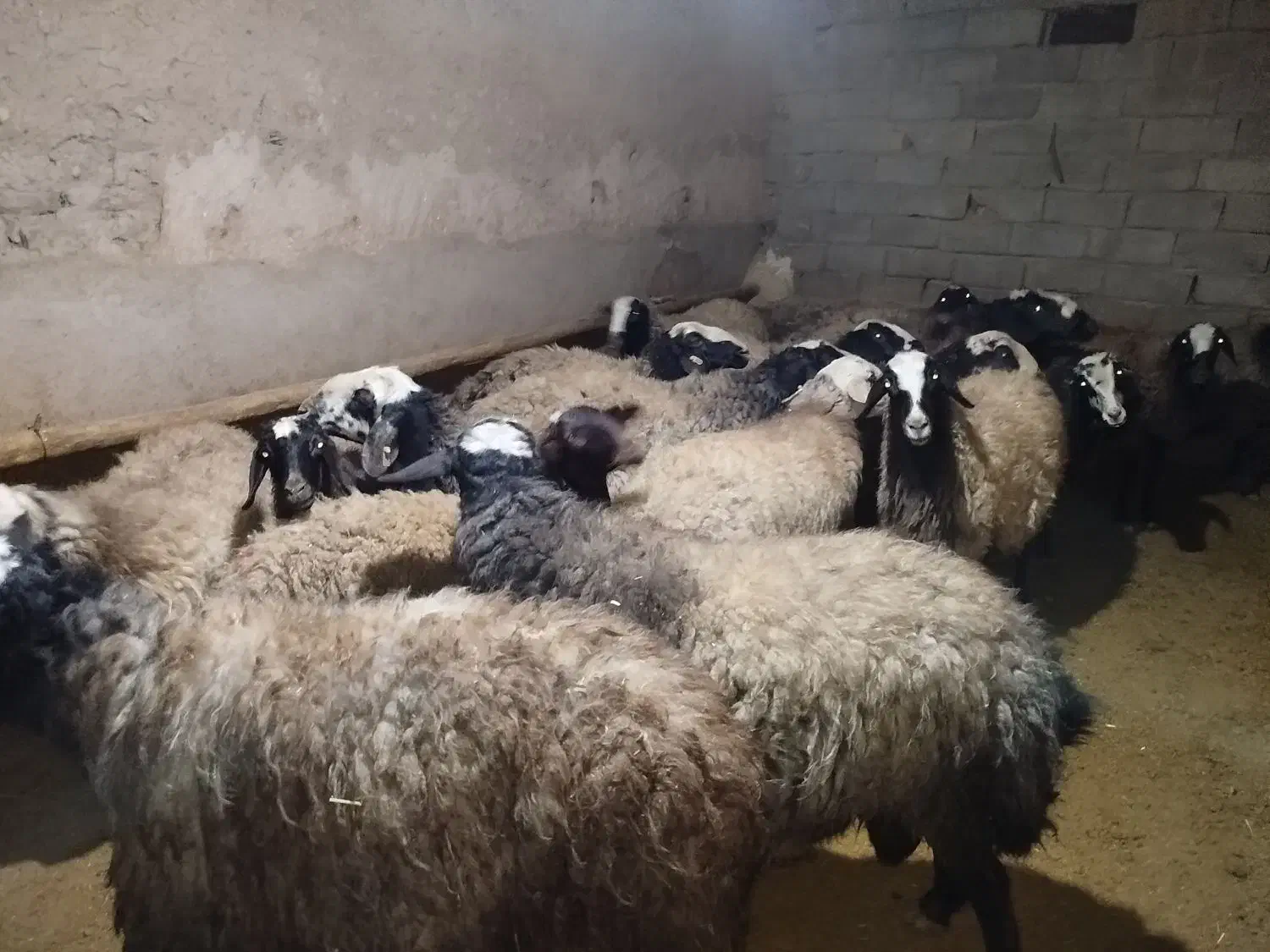 فروش میش|حیوانات مزرعه|بزینه رود, |دیوار