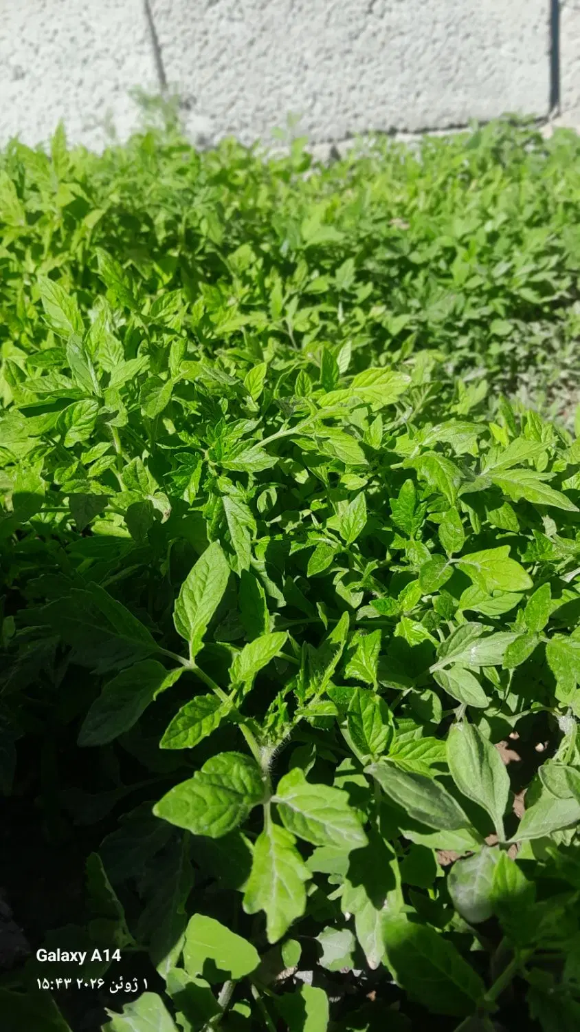 شتیل گوجه|گل و گیاه طبیعی|مشگین شهر, |دیوار