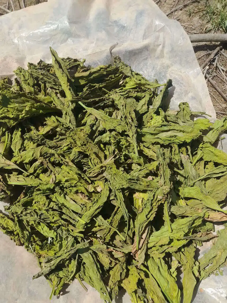 سبزی|عمده‌فروشی|دلگان, |دیوار