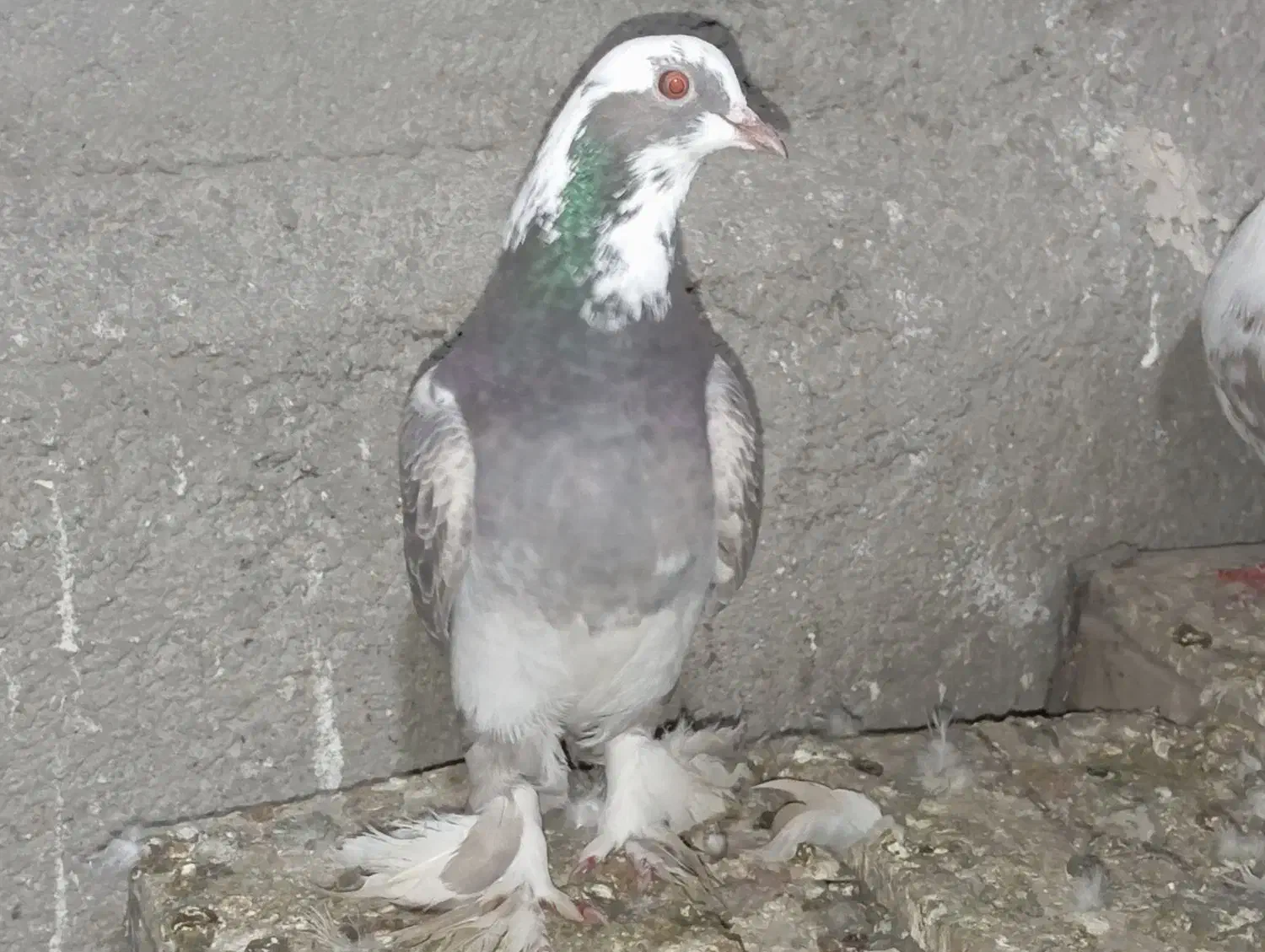 کبوتر|پرنده|مرند, |دیوار