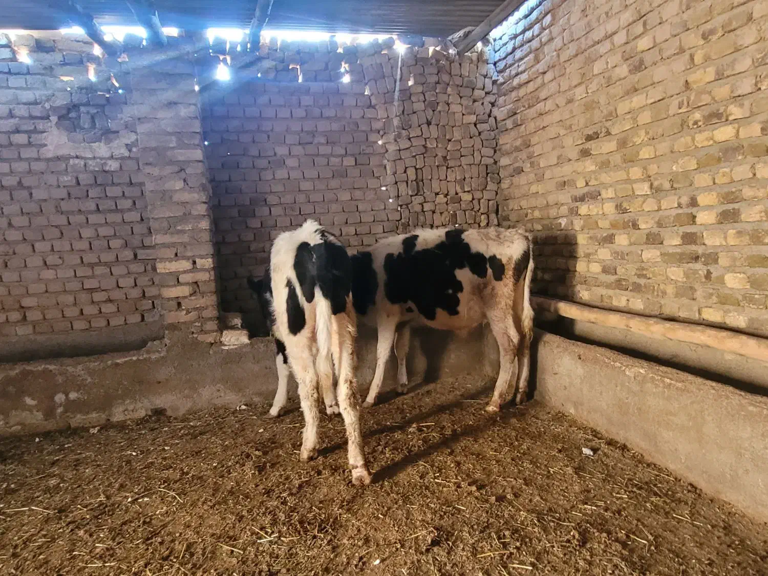 حیوانات|حیوانات مزرعه|قزوین, |دیوار