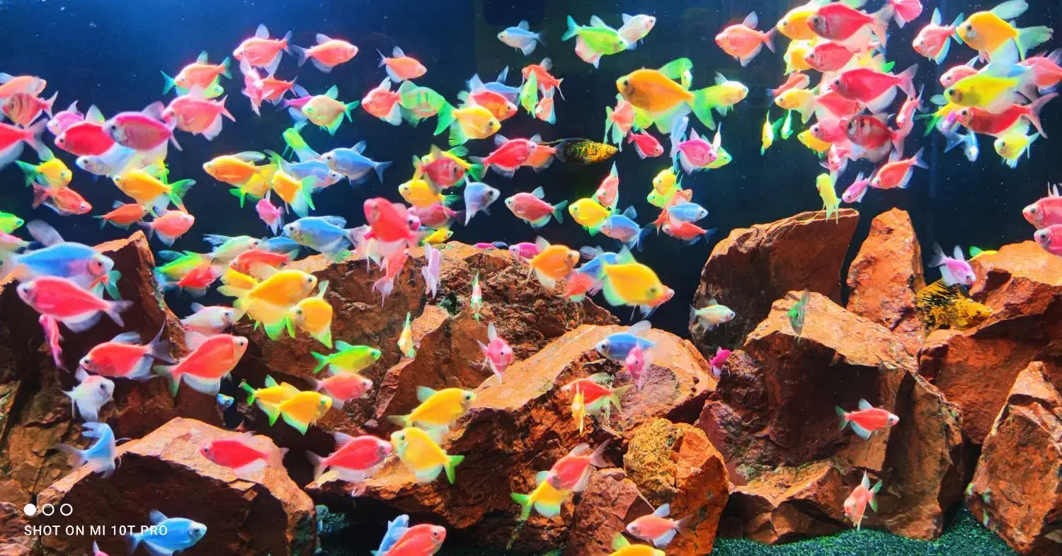 ماهی گوپی|ماهی|اهواز, پادادشهر|دیوار