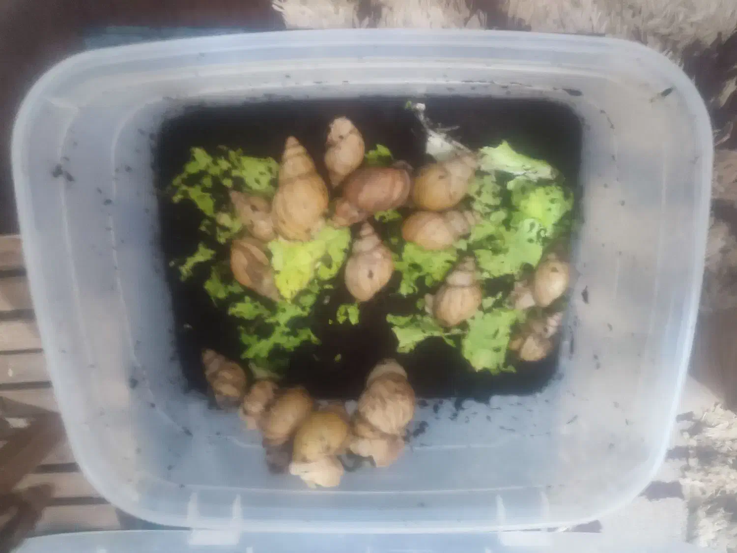 درآمد عالی خونگی با پرورش حلزون آلبینو و خاویار|خزنده|ارومیه, |دیوار