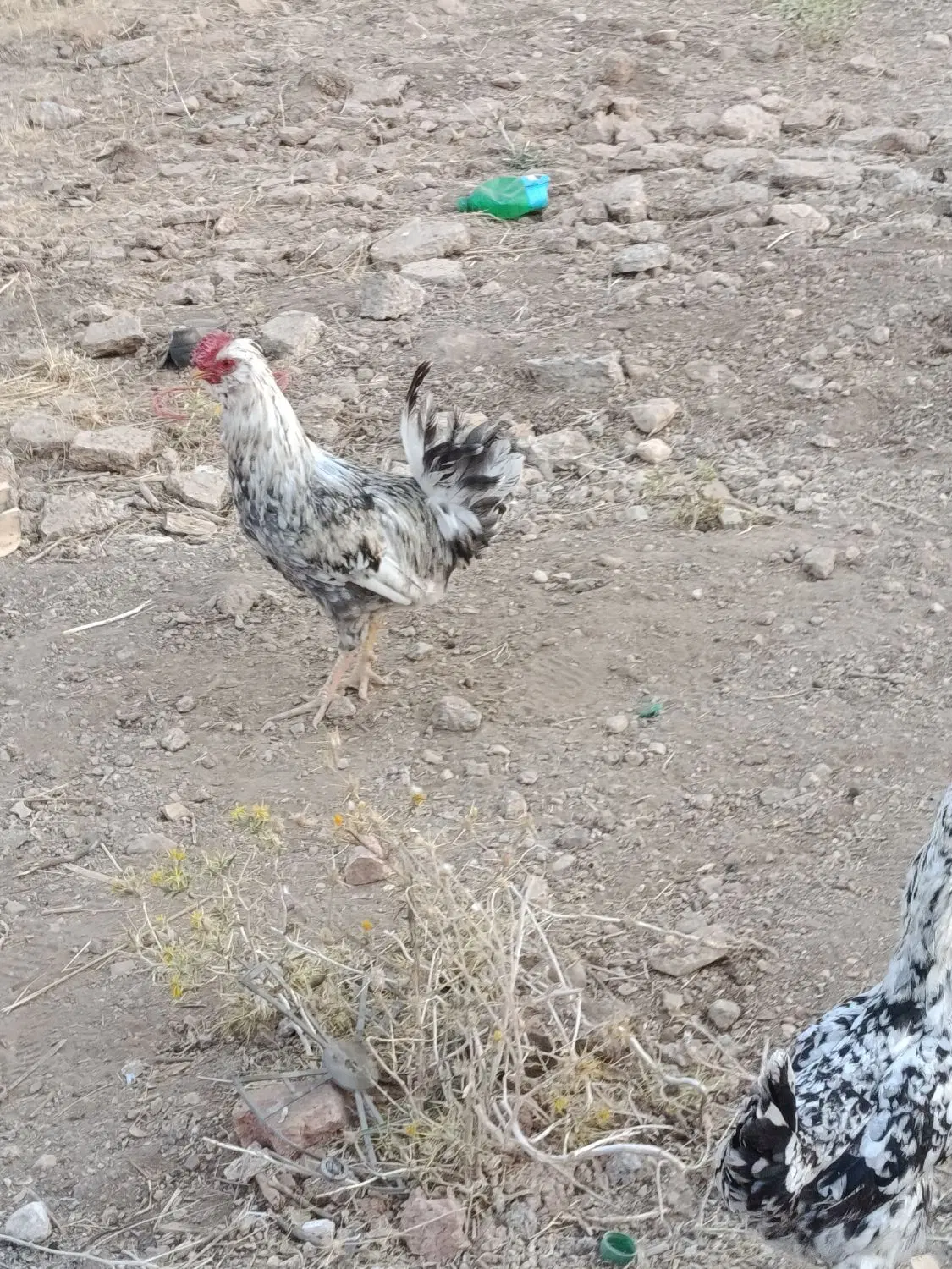 مرع|حیوانات مزرعه|فارسان, |دیوار