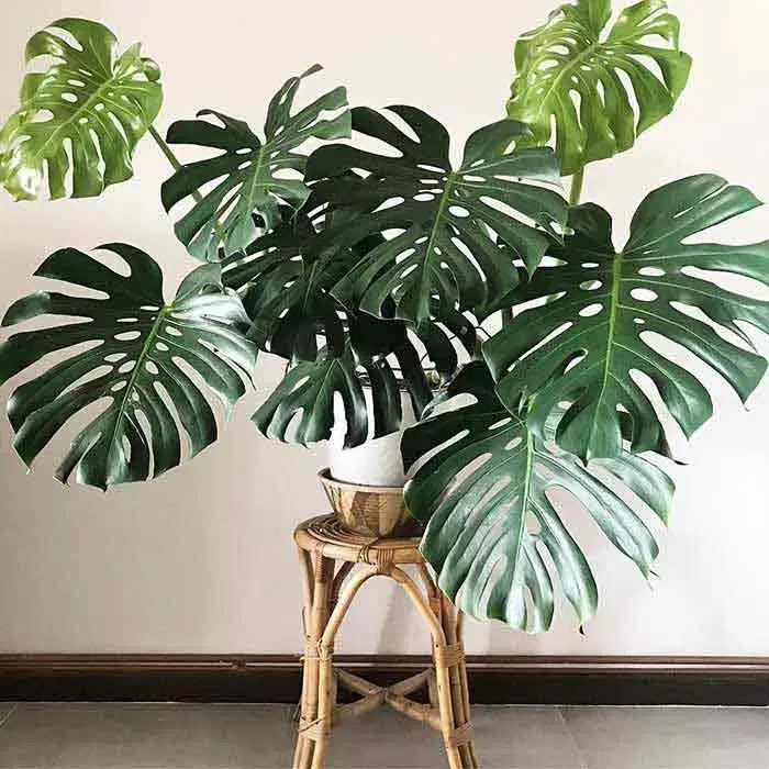 نگهداری گل های آپارتمانی و باغچه ای (باغبانی)|خدمات باغبانی و درختکاری|شاهین‌شهر, حافظ جنوبی|دیوار