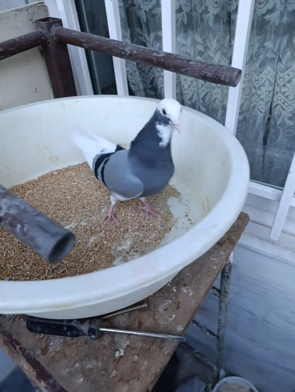 کفتر|حیوانات|محمدشهر, محمدشهر|دیوار