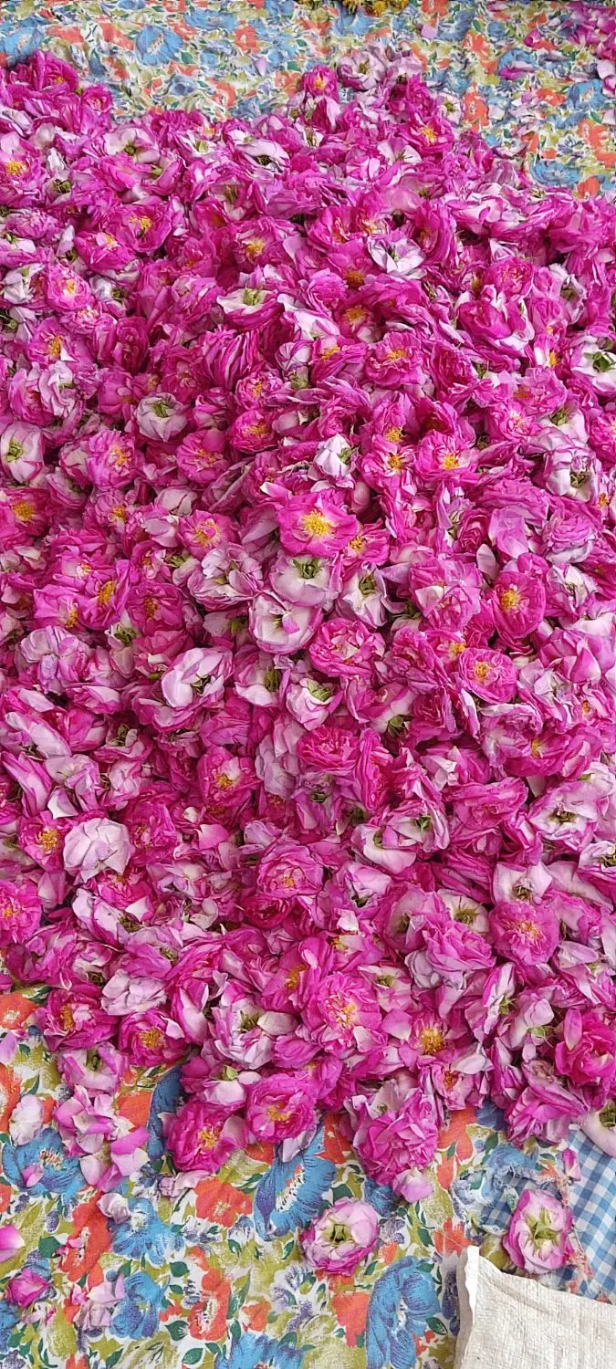 گل محمدی|گل و گیاه طبیعی|تبریز, |دیوار
