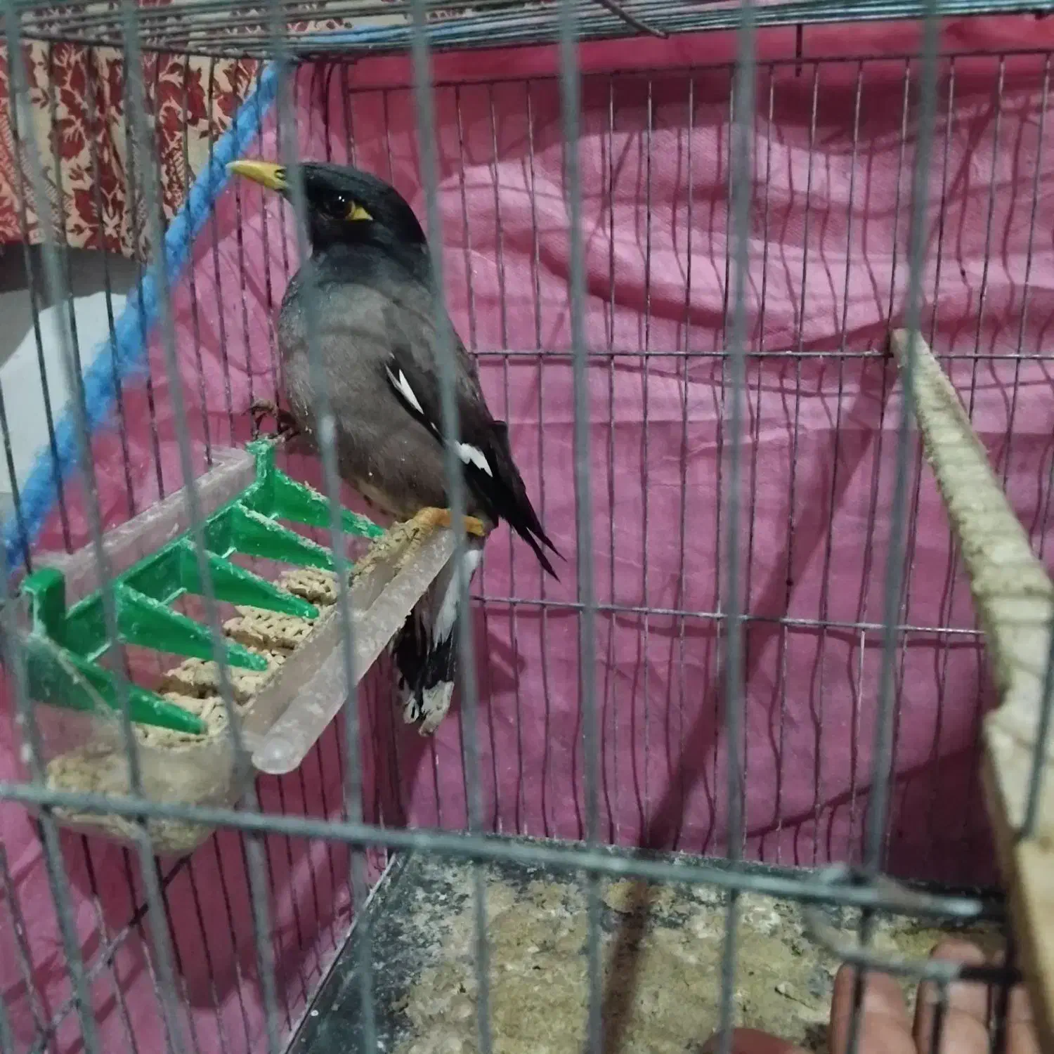 مرغ مینا|پرنده|مینودشت, |دیوار