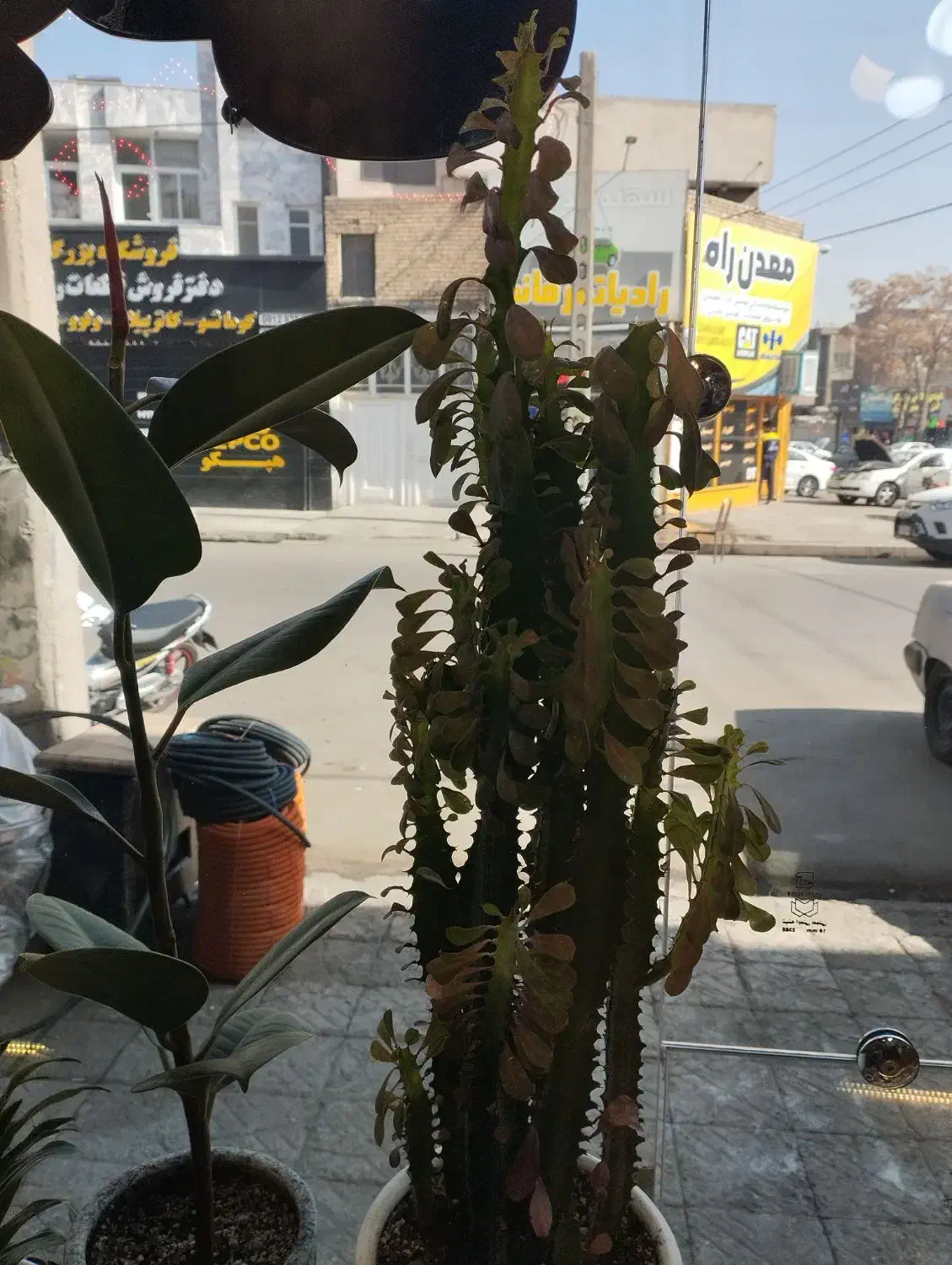 گل گلدان|گل و گیاه طبیعی|مشهد, کوشش|دیوار