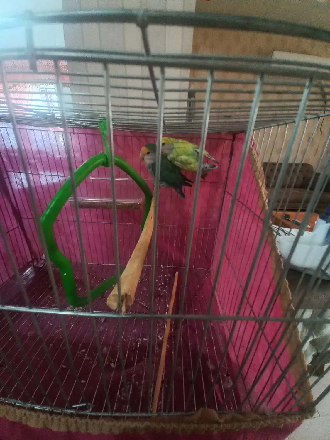 طوطی|پرنده|رضوانشهر, |دیوار