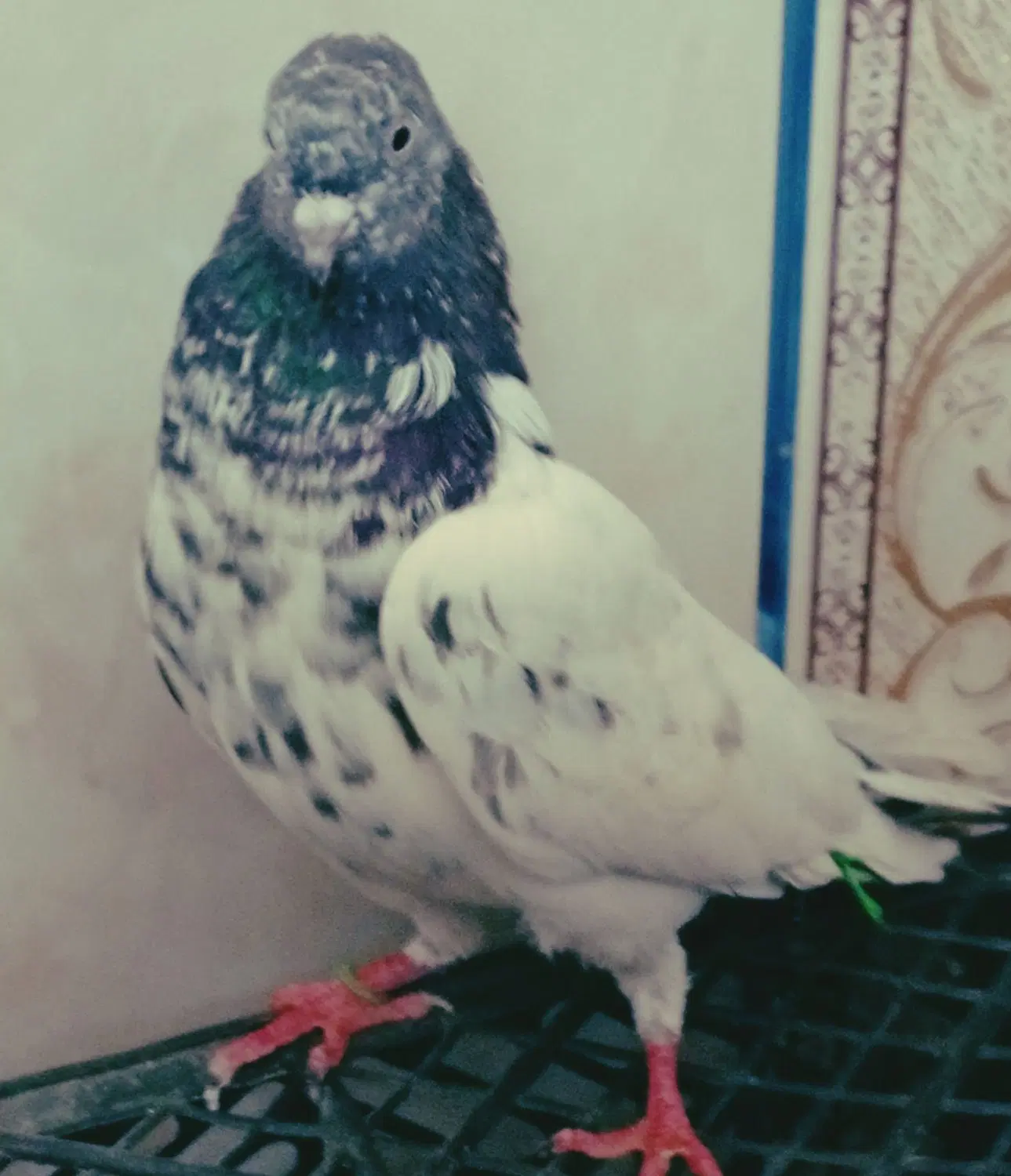 کفتر|پرنده|بمپور, |دیوار