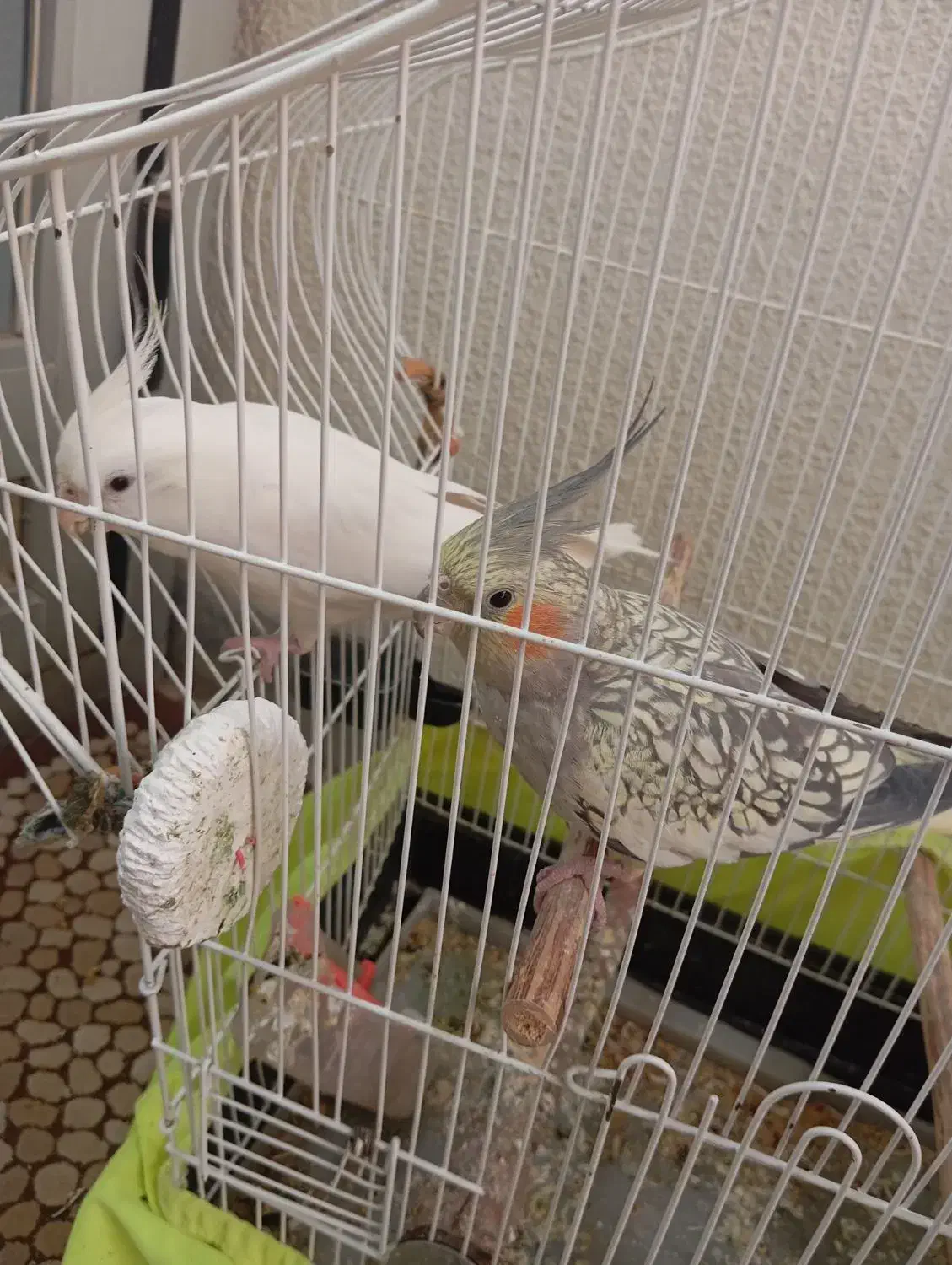 عروس‌هلندی‌|پرنده|ماهدشت, |دیوار