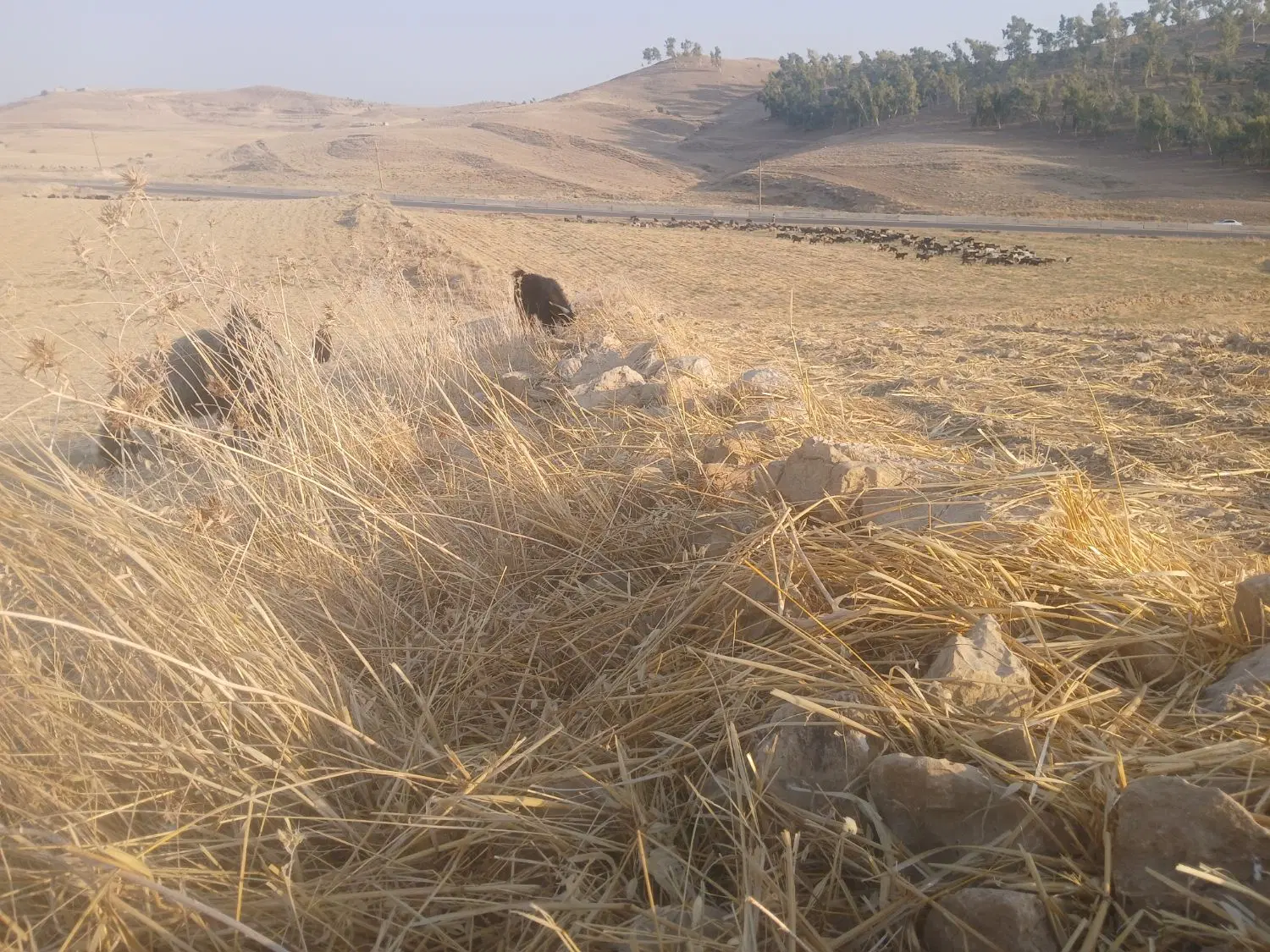 کاه|لوازم جانبی حیوانات|دهدشت, |دیوار