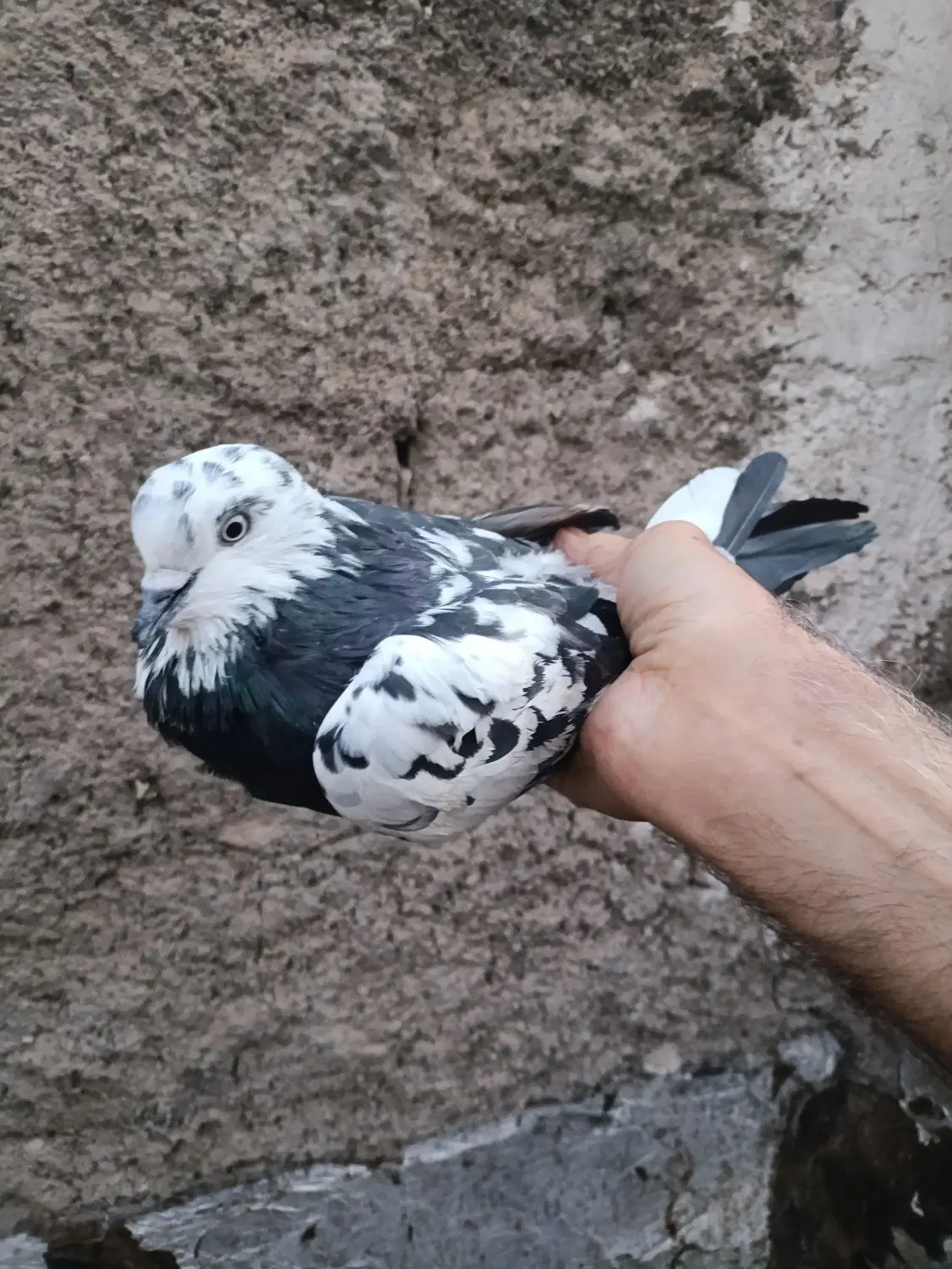 نرمست|پرنده|نسیم‌شهر, |دیوار