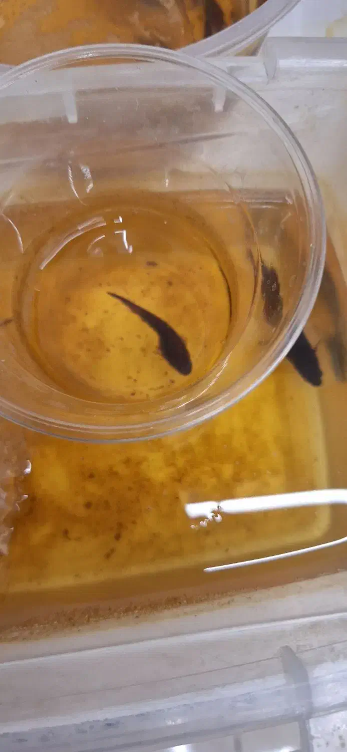 ماهی فایتر|ماهی|شیراز, شهرک فرهنگیان|دیوار