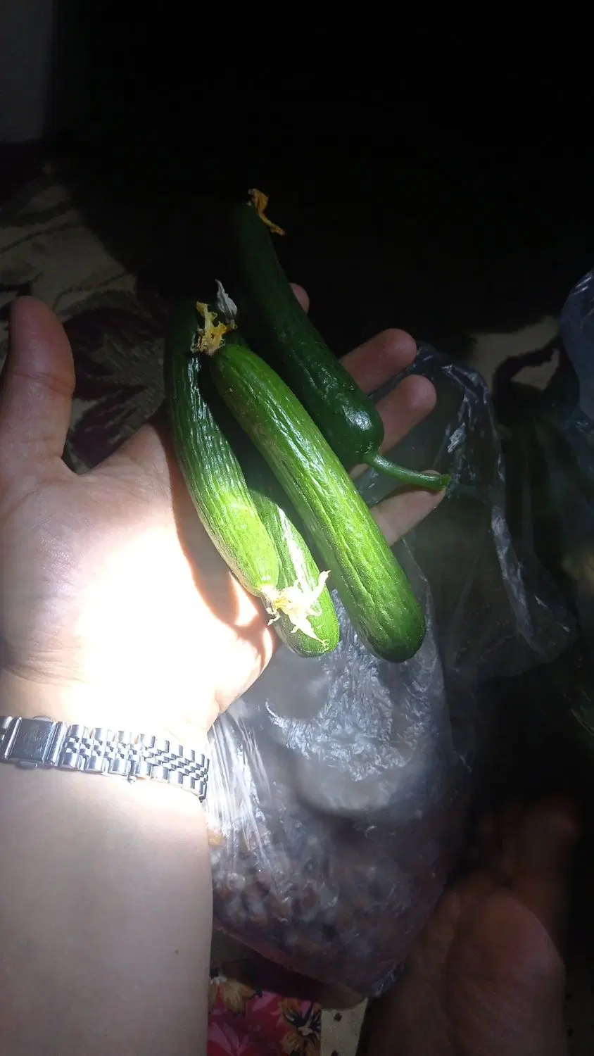 خیار|خوردنی و آشامیدنی|نوشین شهر, |دیوار