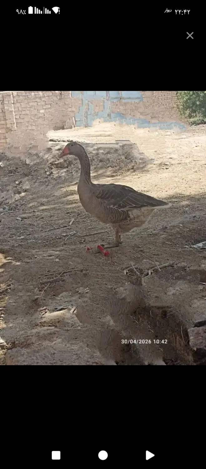 جفت بت|حیوانات مزرعه|زهک, |دیوار