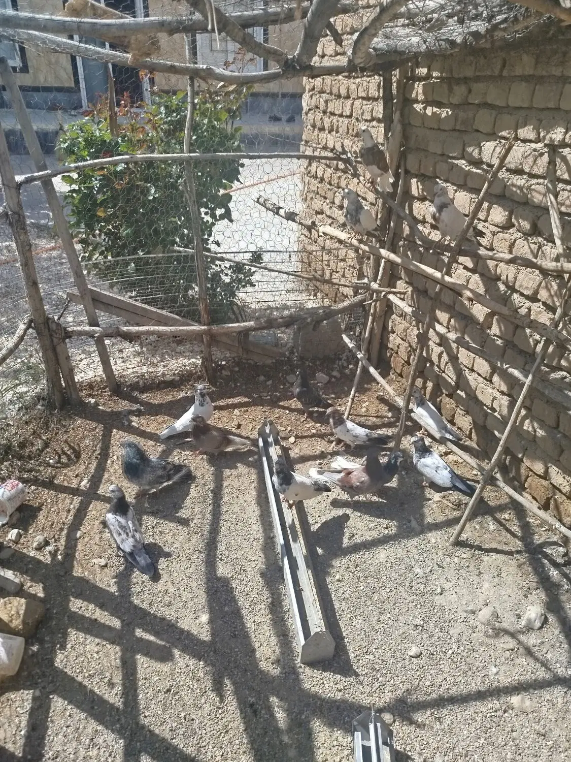 کبوتر|پرنده|خزل, |دیوار