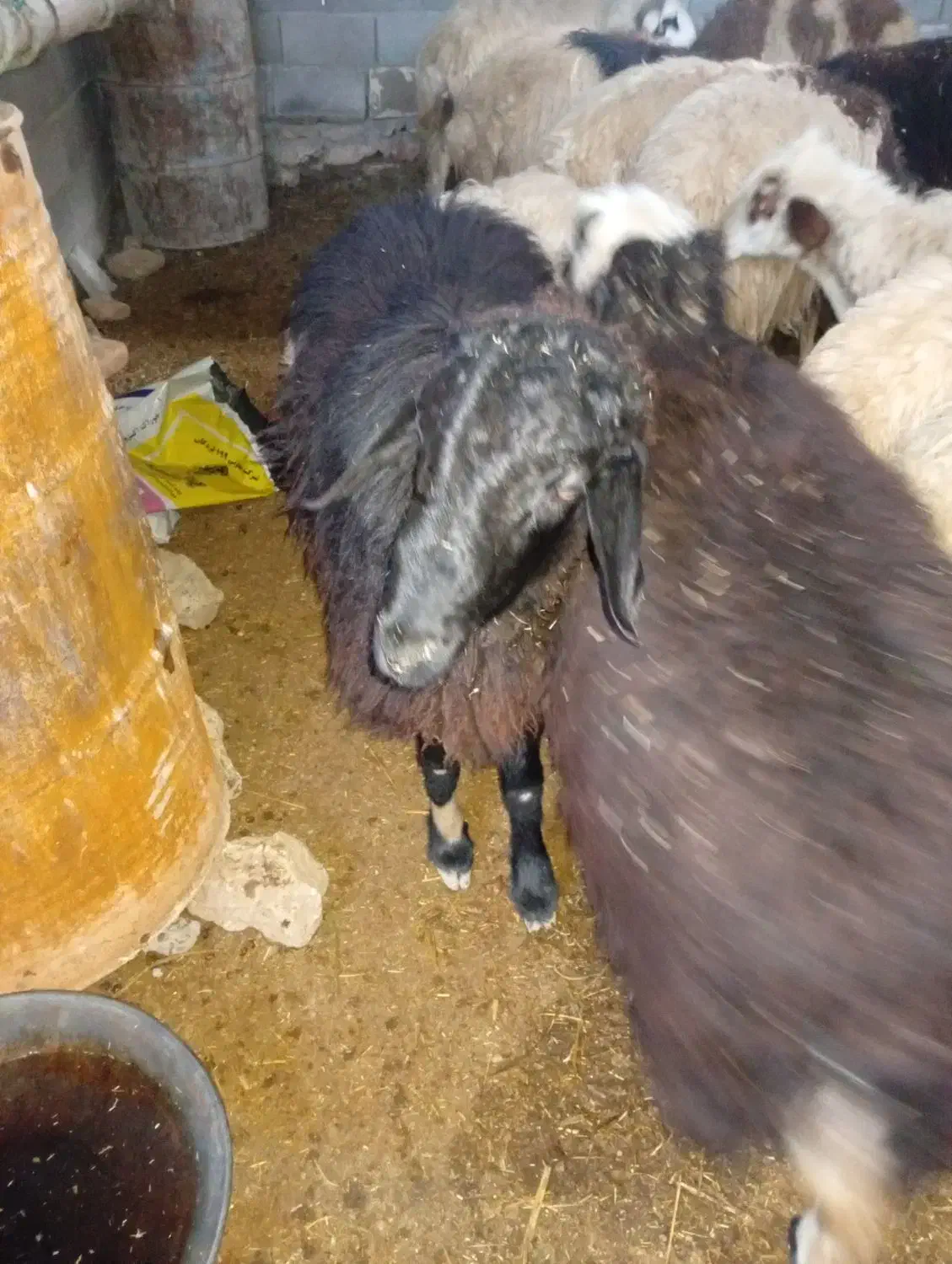 شیشک قوچ|حیوانات مزرعه|فلارد, |دیوار