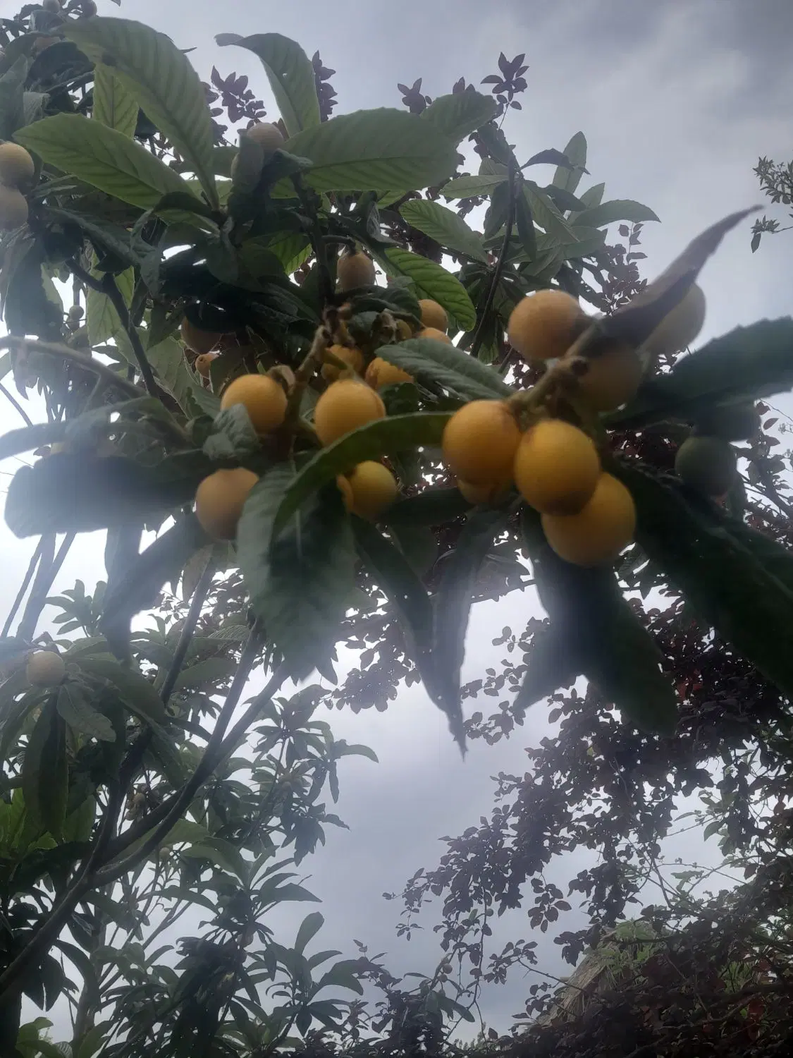 انبه|خوردنی و آشامیدنی|لشت نشا, |دیوار