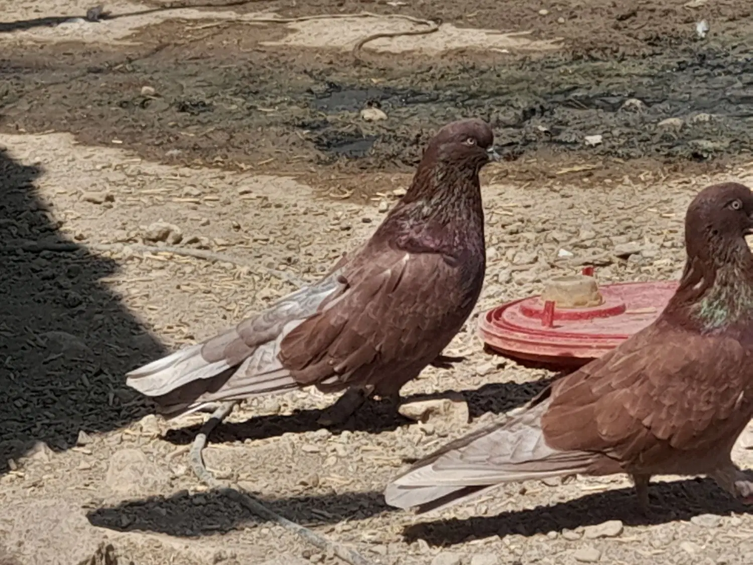 قددار|پرنده|نمین, |دیوار