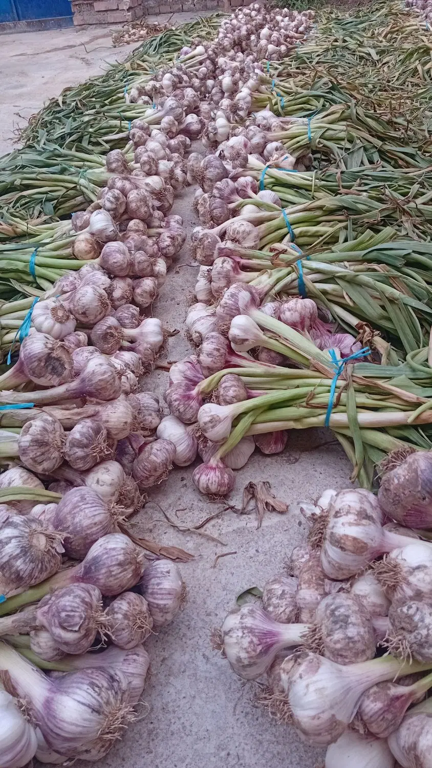 سیر طارم|خوردنی و آشامیدنی|خان ببین, |دیوار