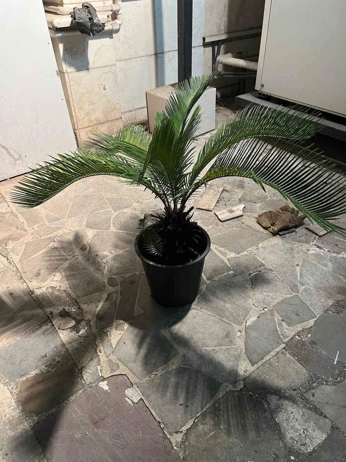 سیکاس|گل و گیاه طبیعی|رشت, بازار|دیوار