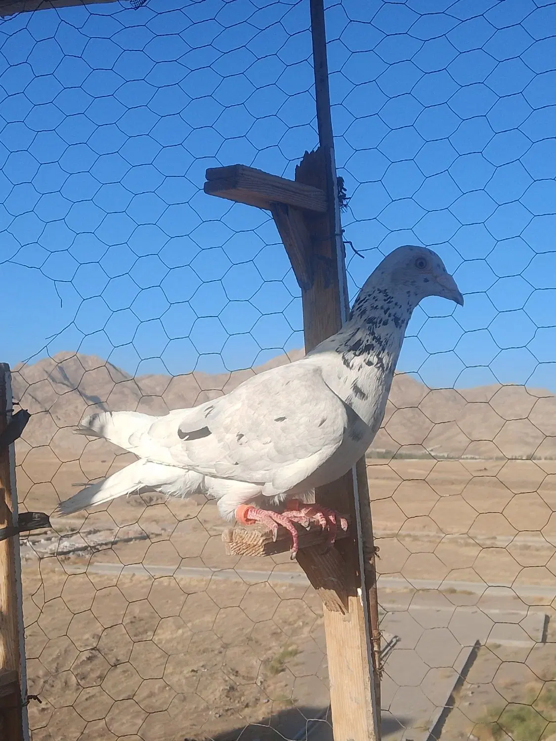 سار|پرنده|مشهد, شهرک بهارستان|دیوار