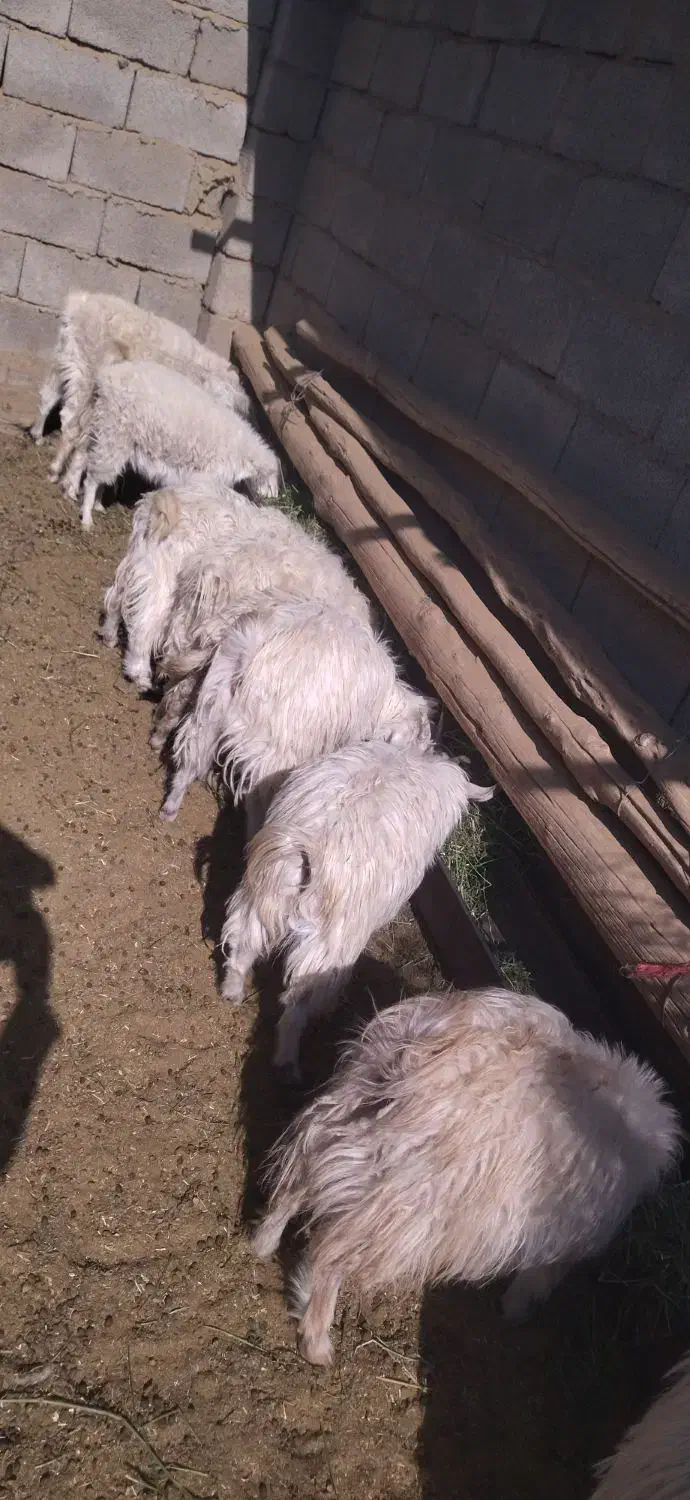 کهره نر|حیوانات مزرعه|ارزوئیه, |دیوار