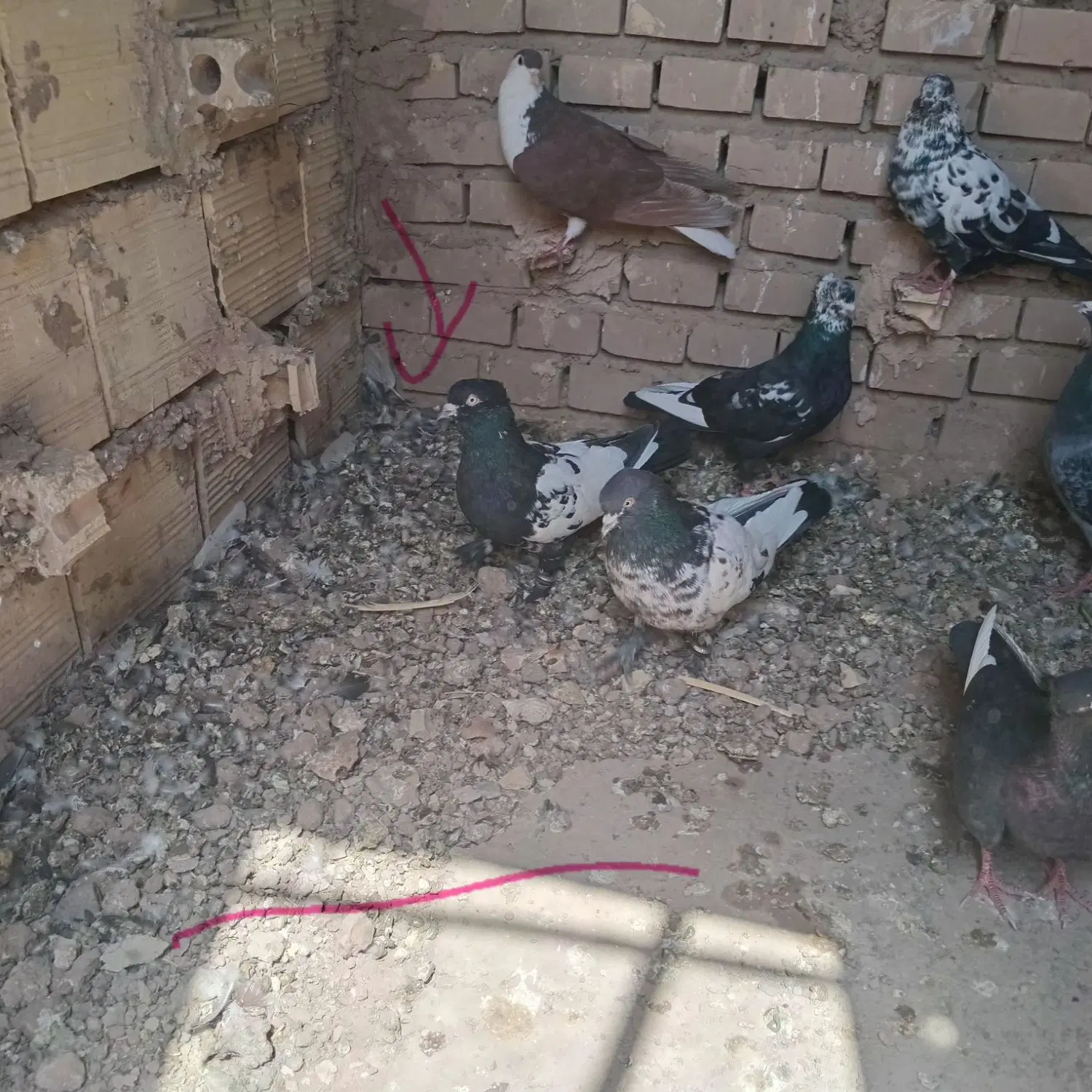 کفتر|پرنده|کشکوئیه, |دیوار