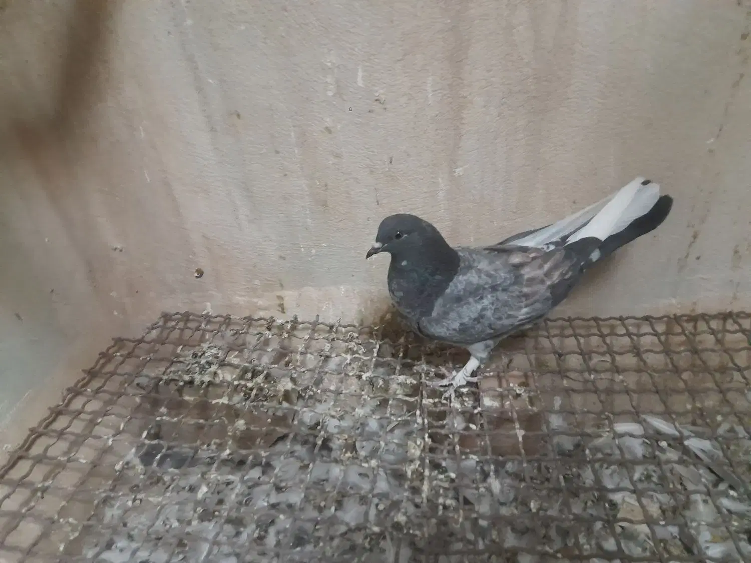 کفتر|پرنده|یزد, |دیوار