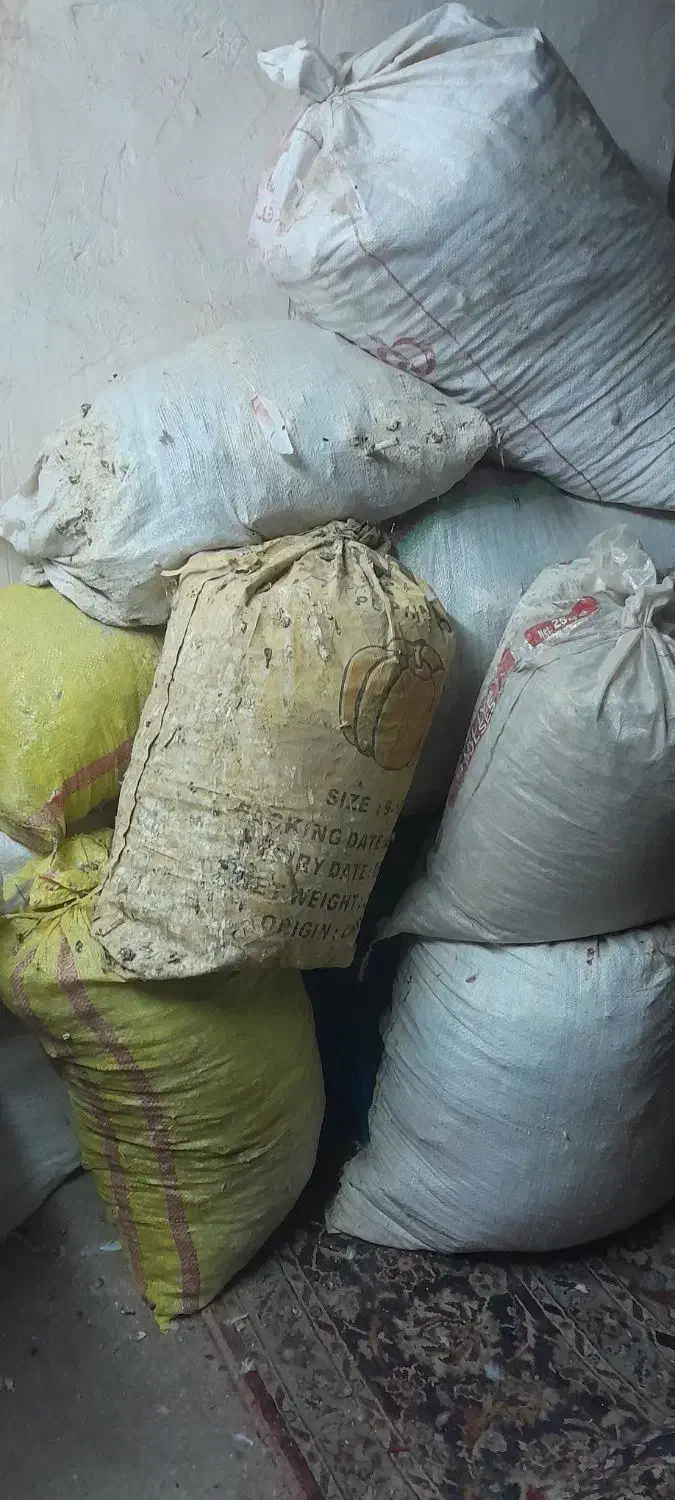 کبوتر|پرنده|قم, شهرک طالقانی|دیوار