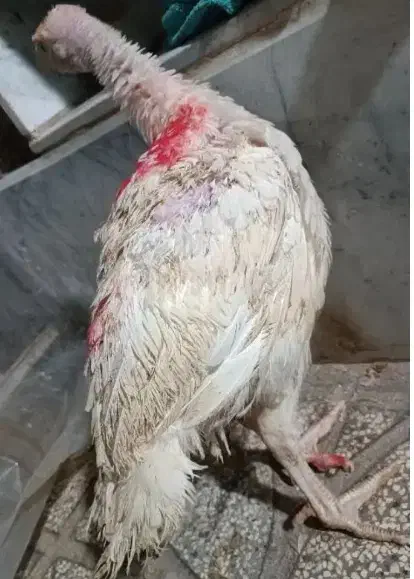 جوجه بوقلمون بیوتی 6 یک ونیم کیلوی معصومیه بالا|حیوانات مزرعه|بیرجند, |دیوار