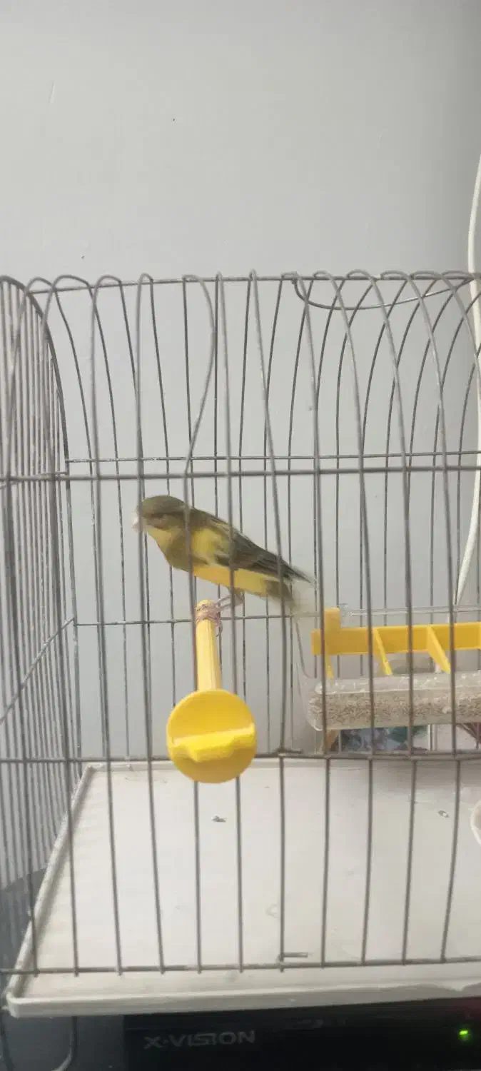 قناری|پرنده|اصفهان, شاهزاده ابراهیم|دیوار