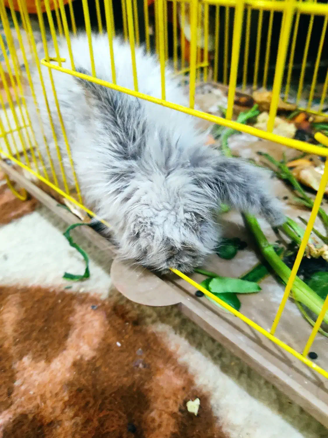 بچه خرگوش لپ|موش و خرگوش|رفسنجان, |دیوار